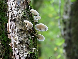 瓷真菌,性質,林