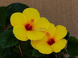 黃芙蓉,花,開花