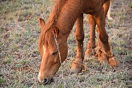 馬,野馬,動物