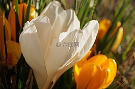 藏紅花,花,開花