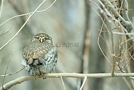 gnoma,黃毛,鳥