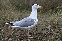 海鷗,海灘,鳥