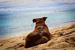 狗,海滩,砂