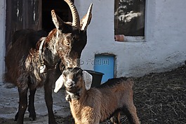 gitzi,山羊,妈妈