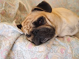 狗,carlino,放松