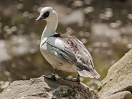 鳥,動物園,自然