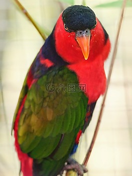 鳥,動(dòng)物園,自然