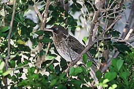 樹,鳥,思拉舍