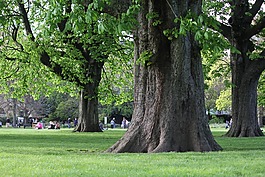 樹(shù),公園,倫敦
