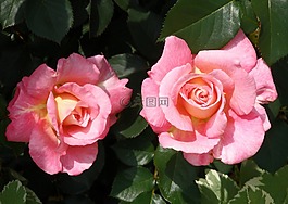 玫瑰,植物區(qū)系,花