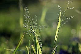 植物,綠色,小清新
