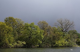 公園,空氣,天鵝