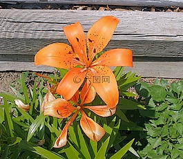 百合,花,花園里的花