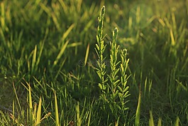 植物,綠色,小清新
