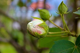 芽,花,花的