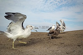 天空,云,海灘