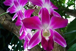 鮮花,蘭花