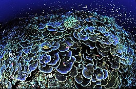 珊瑚,核心,aequituberculata
