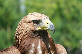 阿德勒,猛禽,鷙鳥