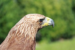 阿德勒,猛禽,鷙鳥