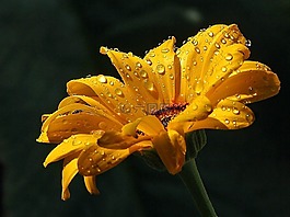 雨點,雛菊,滴