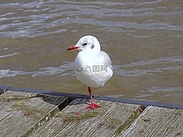 海鷗,易北河,鳥