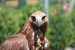 阿德勒,猛禽,鷙鳥
