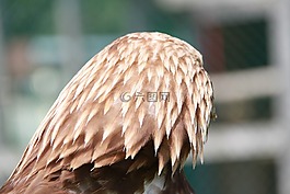 阿德勒,猛禽,鷙鳥