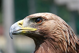 阿德勒,猛禽,鷙鳥