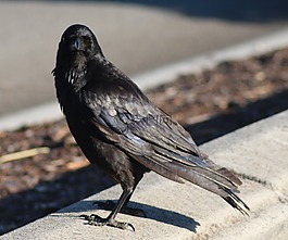 烏鴉,翼,鳥