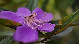 花,紫,jardiniere