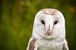 貓頭鷹,鳥,野生動物