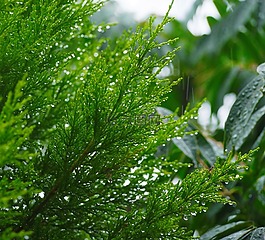 木材,植物園,分支