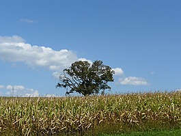 树,孤独,原野