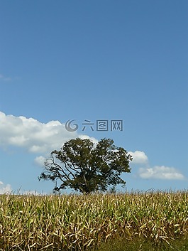 树,孤独,原野