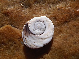 外殼,海灘,白