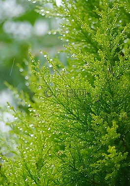 木材,植物園,分支