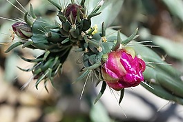 仙人掌,花,粉紅色