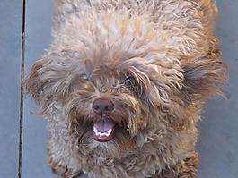 流浪狗,馬茨,敗犬