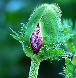罌粟,性質(zhì),開(kāi)花