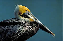 鳥,棕色,側(cè)