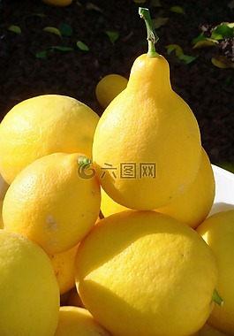 檸檬,收獲,水果