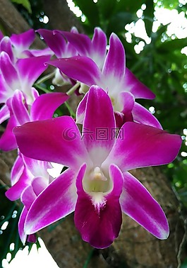 蘭花,開花,紫色