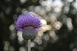 花卉,背景,背景虚化