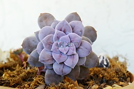 多汁,植物,紫色
