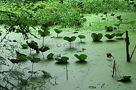 水生植物,越南,森林之間關于