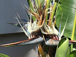 香蕉花,棕榈,香蕉