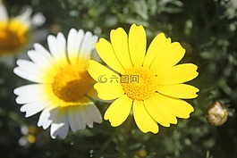 花,字段,春