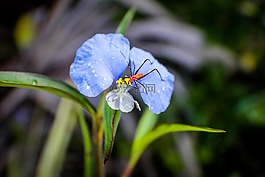 鴨跖草erecta,狹窄的葉天花,花