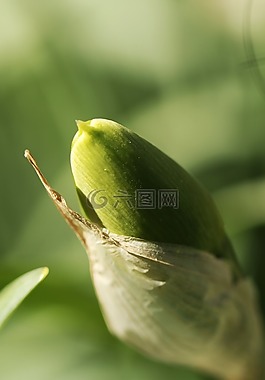 春,花,自然